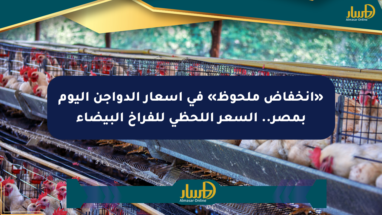 «انخفاض ملحوظ» في أسعار الدواجن اليوم بمصر.. السعر اللحظي للفراخ البيضاء